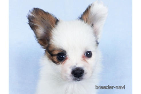 成約済の千葉県のパピヨン-160004の1枚目